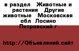  в раздел : Животные и растения » Другие животные . Московская обл.,Лосино-Петровский г.